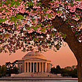 The Jefferson Memorial Framed by a Cherry Tree Photograph by Mitchell R Grosky The Jefferson Memorial Framed by a Cherry Tree Photograph by Mitchell R Grosky