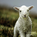 The Lamb Photograph by Ang El The Lamb Photograph by Ang El