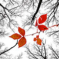 The last leaves of November Photograph by Robert Charity The last leaves of November Photograph by Robert Charity