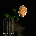 The Last Rose Of Summer Photograph by Theresa Tahara The Last Rose Of Summer Photograph by Theresa Tahara