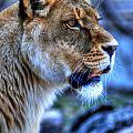 The Lioness Alert by Michael Frank Jr The Lioness Alert by Michael Frank Jr