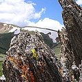 The Live Rockies by Alan Johnson
