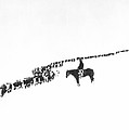 The Long Long Line Photograph by Underwood Archives Charles Belden The Long Long Line Photograph by Underwood Archives Charles Belden