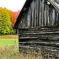 The Old Back Shed Photograph by Gwen Gibson The Old Back Shed Photograph by Gwen Gibson