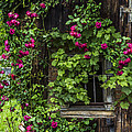 The Old Barn Window Photograph by Debra and Dave Vanderlaan The Old Barn Window Photograph by Debra and Dave Vanderlaan