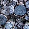 The Pile Of Logs by Michelle Meenawong The Pile Of Logs by Michelle Meenawong