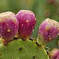 prickly pear cactus pillow