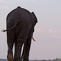 The Rear End Of An Elephant In Chobe by Jonathan Kingston The Rear End Of An Elephant In Chobe by Jonathan Kingston