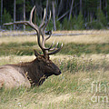 The Resting Elk Photograph by Jackie Farnsworth The Resting Elk Photograph by Jackie Farnsworth