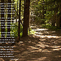 The Road Not Taken - Robert Frost Path in the Woods Photograph by Georgia Fowler The Road Not Taken - Robert Frost Path in the Woods Photograph by Georgia Fowler