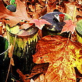 The Secret Of Fall Photograph by Rodney Lee Williams The Secret Of Fall Photograph by Rodney Lee Williams