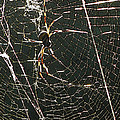 the Spider's Web Photograph by George Pedro the Spider's Web Photograph by George Pedro