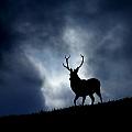 The Stag by Macrae Images The Stag by Macrae Images