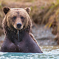 The Stare Photograph by Kevin Dietrich