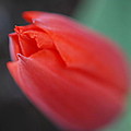 The Tip of the Tulip Photograph by Kathy Paynter The Tip of the Tulip Photograph by Kathy Paynter