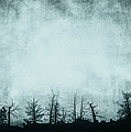 The Trees On The Ridge Photograph by Theresa Tahara The Trees On The Ridge Photograph by Theresa Tahara