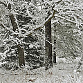 The Weight of Winter Photograph by Gwen Gibson The Weight of Winter Photograph by Gwen Gibson