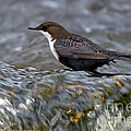The White-throated Dipper Photograph by Torbjorn Swenelius The White-throated Dipper Photograph by Torbjorn Swenelius