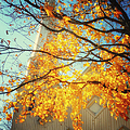 Then Autumn Arrives 02 by Thomas Woolworth Then Autumn Arrives 02 by Thomas Woolworth