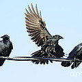 Three Crows on a Wire. Photograph by Bradford Martin Three Crows on a Wire. Photograph by Bradford Martin