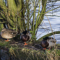 Three In A Row Photograph by Spikey Mouse Photography Three In A Row Photograph by Spikey Mouse Photography