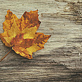 Three Leaves by Scott Norris Three Leaves by Scott Norris