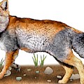 Tibetan Sand Fox Photograph by Roger Hall Tibetan Sand Fox Photograph by Roger Hall
