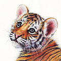 Tiger Cub Watercolor Painting Painting by Olga Shvartsur Tiger Cub Watercolor Painting Painting by Olga Shvartsur