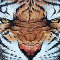 Tiger Eyes by Glenn Pollard