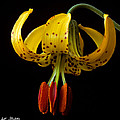 Tiger Lily Photograph by Jeff Goulden Tiger Lily Photograph by Jeff Goulden