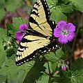 Tiger Swallowtail Butterfly On Geranium Photograph by Daniel Reed Tiger Swallowtail Butterfly On Geranium Photograph by Daniel Reed
