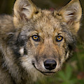 Timber Wolf in Denali Photograph by Yva Momatiuk John Eastcott Timber Wolf in Denali Photograph by Yva Momatiuk John Eastcott