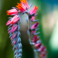 Tiny Beauty Photograph by Sebastian Musial Tiny Beauty Photograph by Sebastian Musial