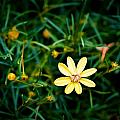 Tiny Wildflower by Tara Potts Tiny Wildflower by Tara Potts