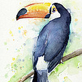 Toucan Watercolor Painting by Olga Shvartsur Toucan Watercolor Painting by Olga Shvartsur