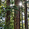 Towering Redwoods by Erika Fawcett