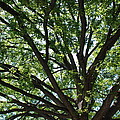 Tree Canopy Photograph by Kenny Glover Tree Canopy Photograph by Kenny Glover