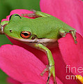 Tree Frog On A Pink Flower Photograph by Kathy Baccari Tree Frog On A Pink Flower Photograph by Kathy Baccari