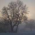 Tree in the foggy winter landscape Photograph by Amanda Mohler Tree in the foggy winter landscape Photograph by Amanda Mohler