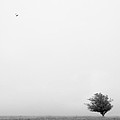 Tree in the Wind Photograph by Mike McGlothlen Tree in the Wind Photograph by Mike McGlothlen