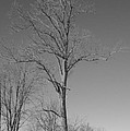 Tree in Winter by Michelle Miron-Rebbe Tree in Winter by Michelle Miron-Rebbe