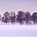 Tree line Photograph by Jorge Maia Tree line Photograph by Jorge Maia