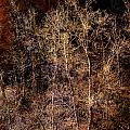 Trees West Fork Trail by Bob Coates