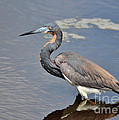 Tri Colored Heron Photograph by Kathy Baccari Tri Colored Heron Photograph by Kathy Baccari