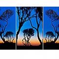Triptych Trees Image Art Photograph by Jo Ann Tomaselli Triptych Trees Image Art Photograph by Jo Ann Tomaselli