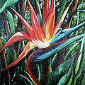 Tropical Bird by Karin Dawn Kelshall- Best Tropical Bird by Karin Dawn Kelshall- Best