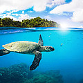 Tropical Paradise Digital Art by Nicklas Gustafsson Tropical Paradise Digital Art by Nicklas Gustafsson