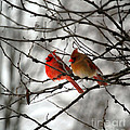 True Love Cardinal Photograph by Peggy Franz True Love Cardinal Photograph by Peggy Franz