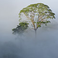 Tualang Tree Above Rainforest Mist Photograph by Ch'ien Lee Tualang Tree Above Rainforest Mist Photograph by Ch'ien Lee