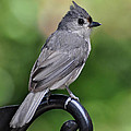 Tufted Titmouse Photograph by Kathy Baccari Tufted Titmouse Photograph by Kathy Baccari